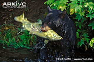 Illustration for article titled Thursidae - Ursus americanus Editon